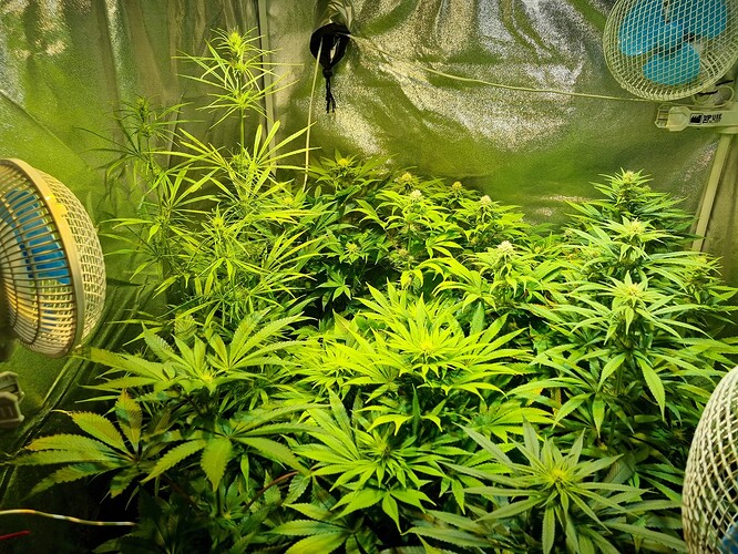Mehrere Cannabis-Pflanzen in einem Zelt mit zwei Ventilatoren, die für die Luftzirkulation sorgen. Die Pflanzen befinden sich im Wachstumsstadium mit deutlichen Anzeichen von beginnender Blüte.