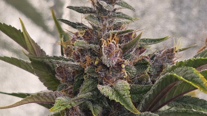 Growreport Bild 12