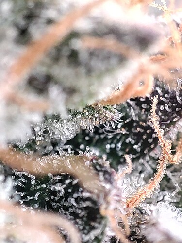 Growreport Bild 36