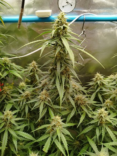 Growreport Bild 16