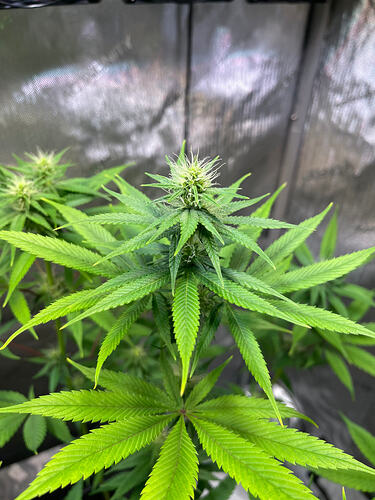 Growreport Bild 48