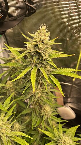 Growreport Bild 2