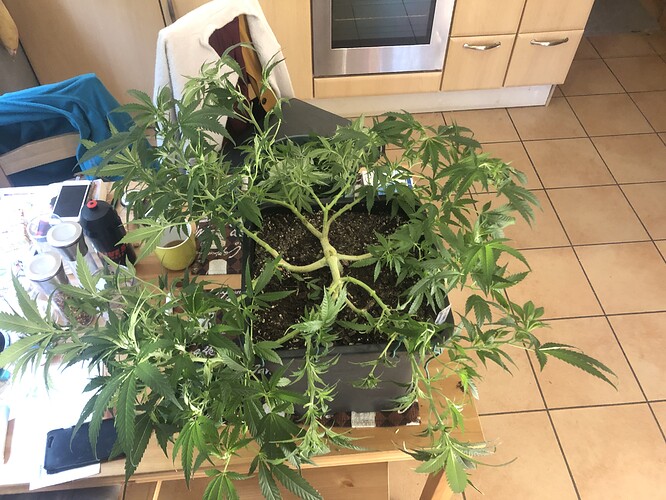 Growreport Bild 5