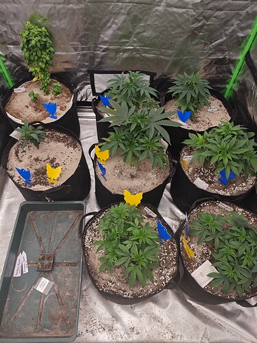 Growreport Bild 20
