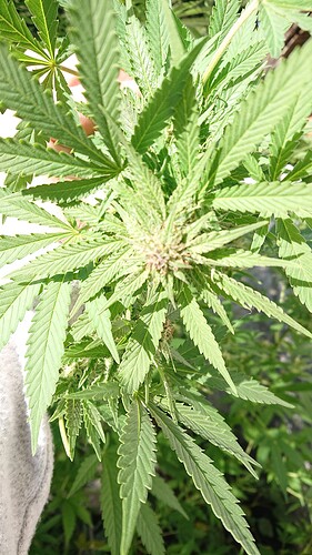 Growreport Bild 84