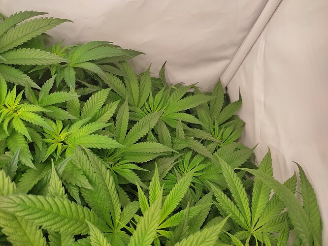 Growreport Bild 26