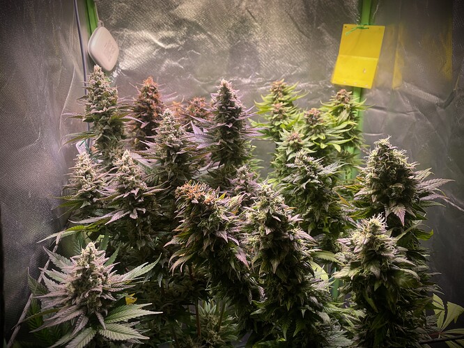 Growreport Bild 3