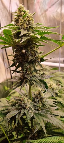 Growreport Bild 7