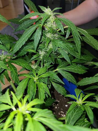 Growreport Bild 16