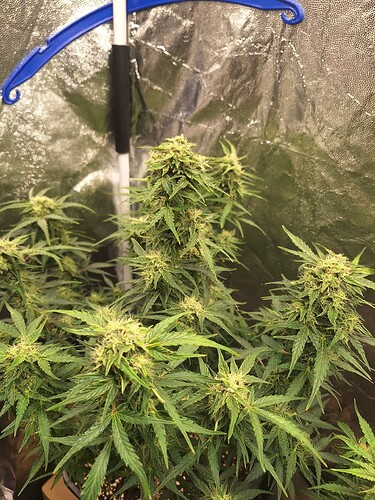 Growreport Bild 11