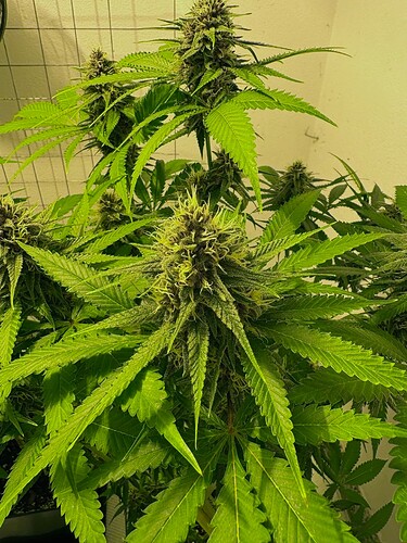 Growreport Bild 7