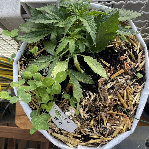 Growreport Bild 5