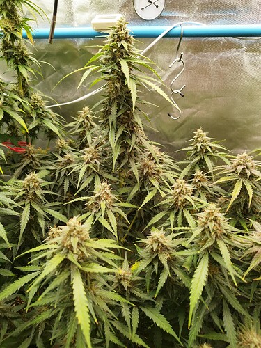 Growreport Bild 18