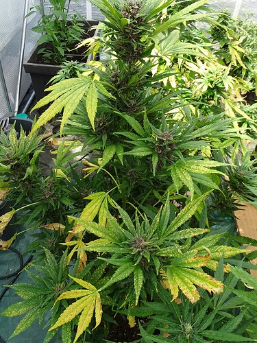 Growreport Bild 16