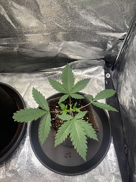 Growreport Bild 9