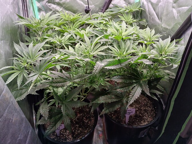 Growreport Bild 1