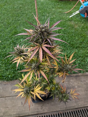 PXL_20240820_161429170