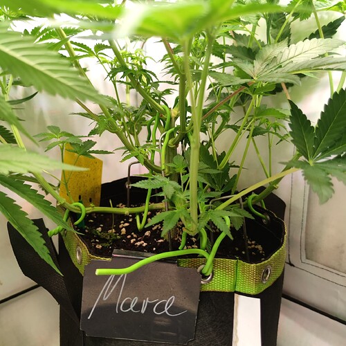 Growreport Bild 10