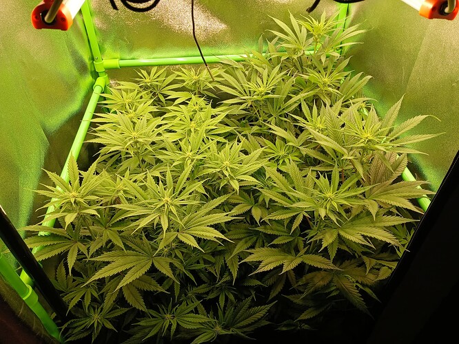 Growreport Bild 2