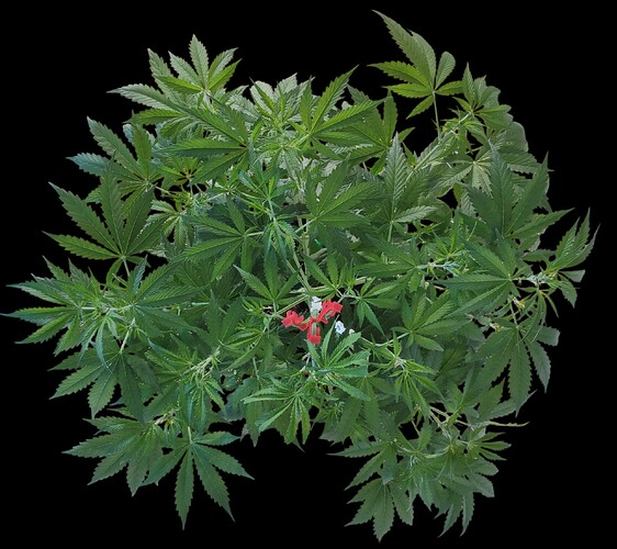 Growreport Bild 3