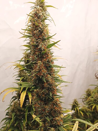 Growreport Bild 8