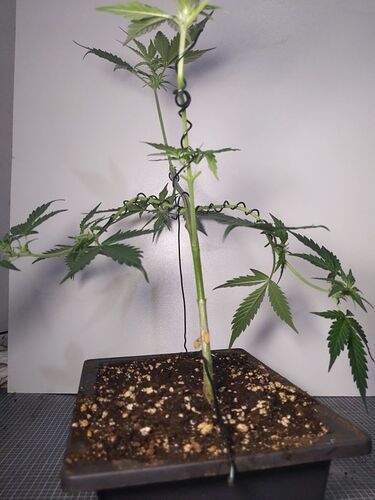 IMG_20240306_092050_049