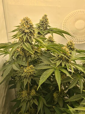 Growreport Bild 2