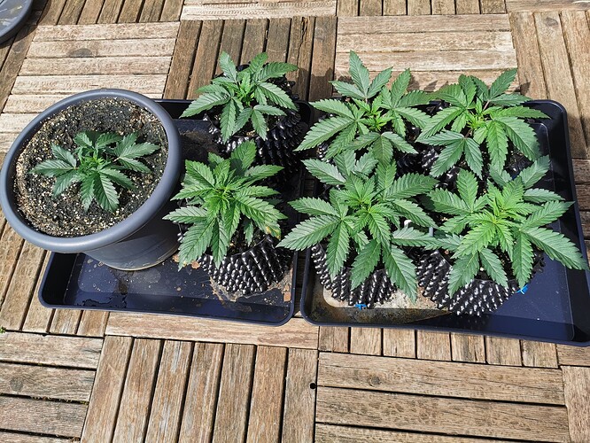 Growreport Bild 11