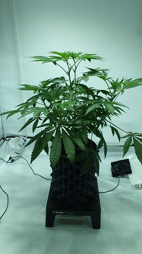 Growreport Bild 7