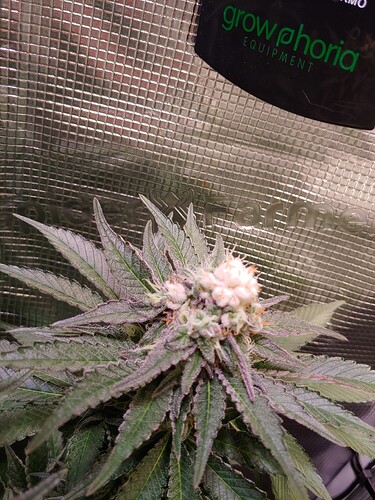Growreport Bild 14