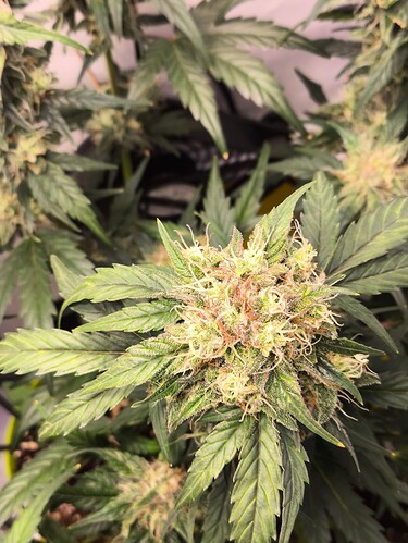 Growreport Bild 2