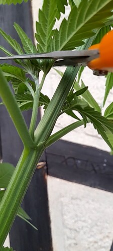 Growreport Bild 5