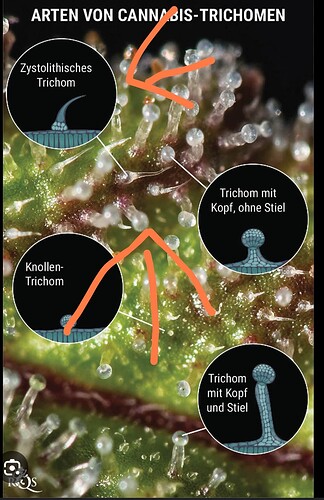 Growreport Bild 43