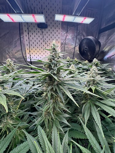 Growreport Bild 4