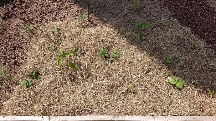 Growreport Bild 34
