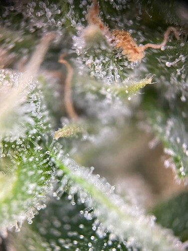 Growreport Bild 45