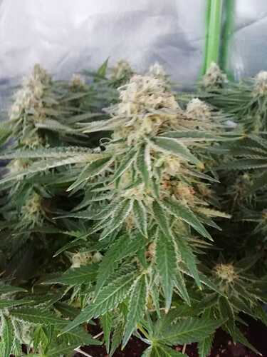 Growreport Bild 6