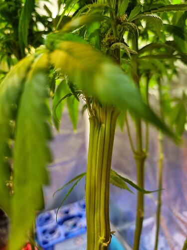 Nahaufnahme des dicken, gerillten Stammes einer Cannabispflanze mit einigen Blättern im Vordergrund und Hintergrund.