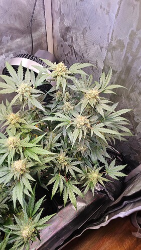 Growreport Bild 13