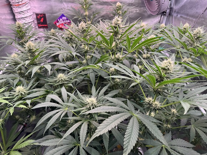 Growreport Bild 2