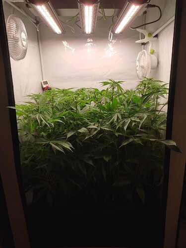 Growreport Bild 3