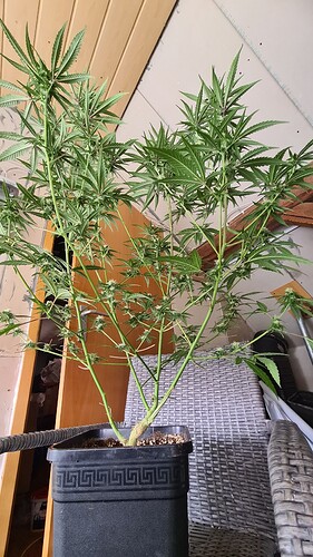 Growreport Bild 27