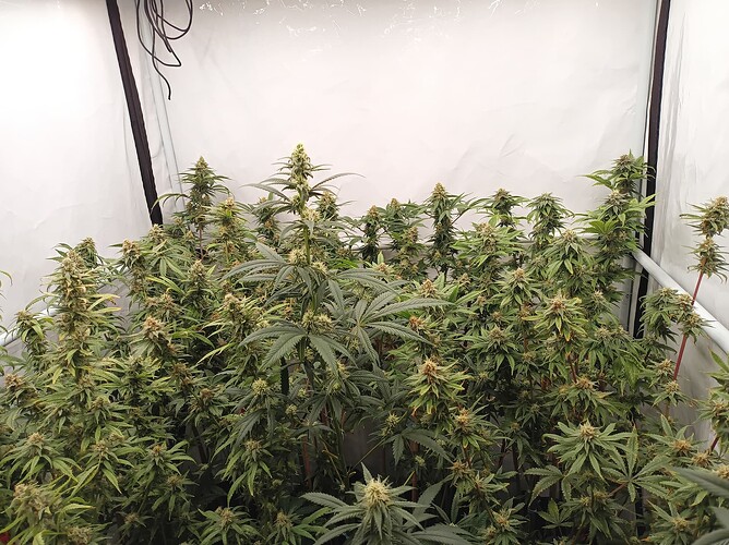 Growreport Bild 52