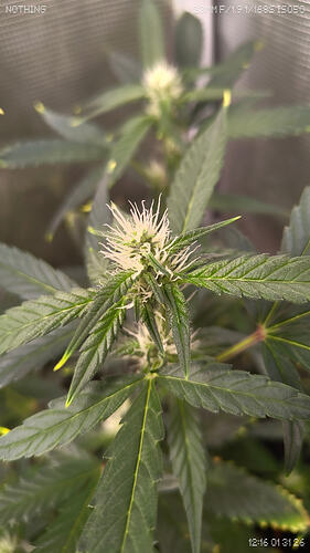 Growreport Bild 8