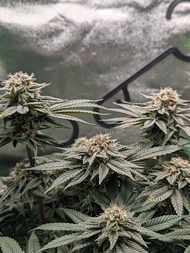 Growreport Bild 4