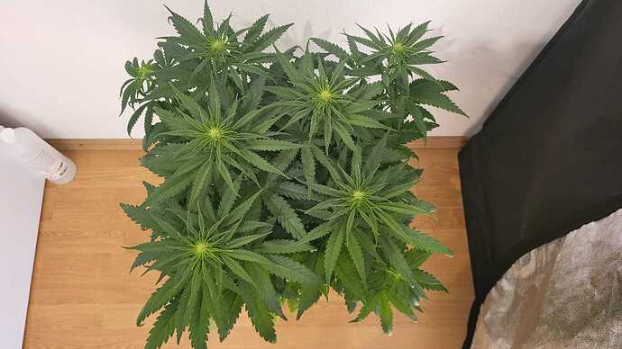 Growreport Bild 4