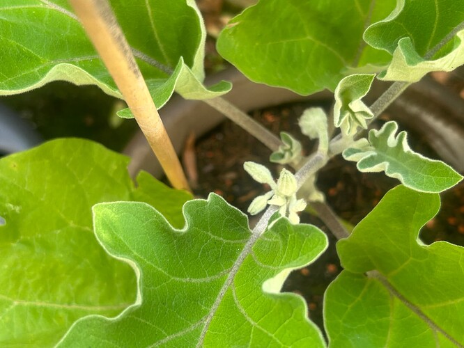 Growreport Bild 3