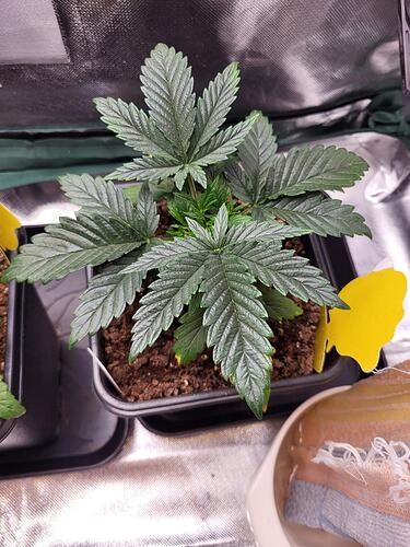 Growreport Bild 3