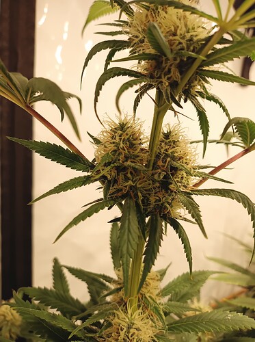 Growreport Bild 50