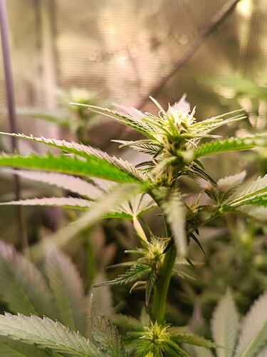 Growreport Bild 6